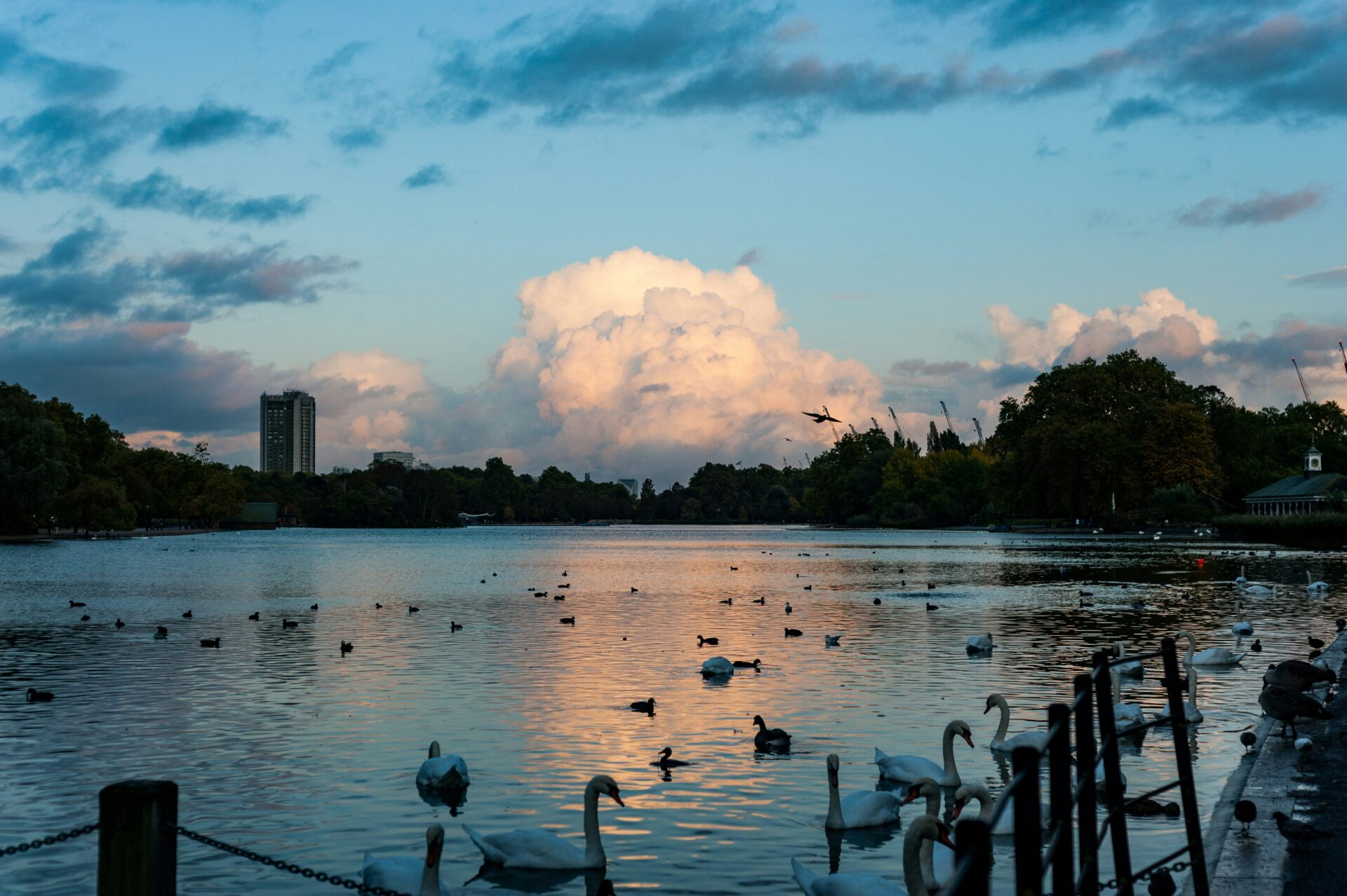 A view of the Serpentine lake in Hyde Park showing a flock of swans in silhouette over a twilight sky